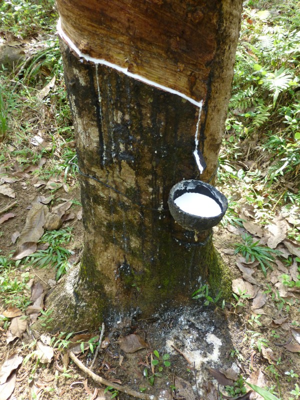 Sri Lanka Rubber plantation 1 600x800